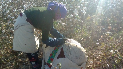 Child labour in Uzbekistan not over, says HRW, slamming World Bank, ILO